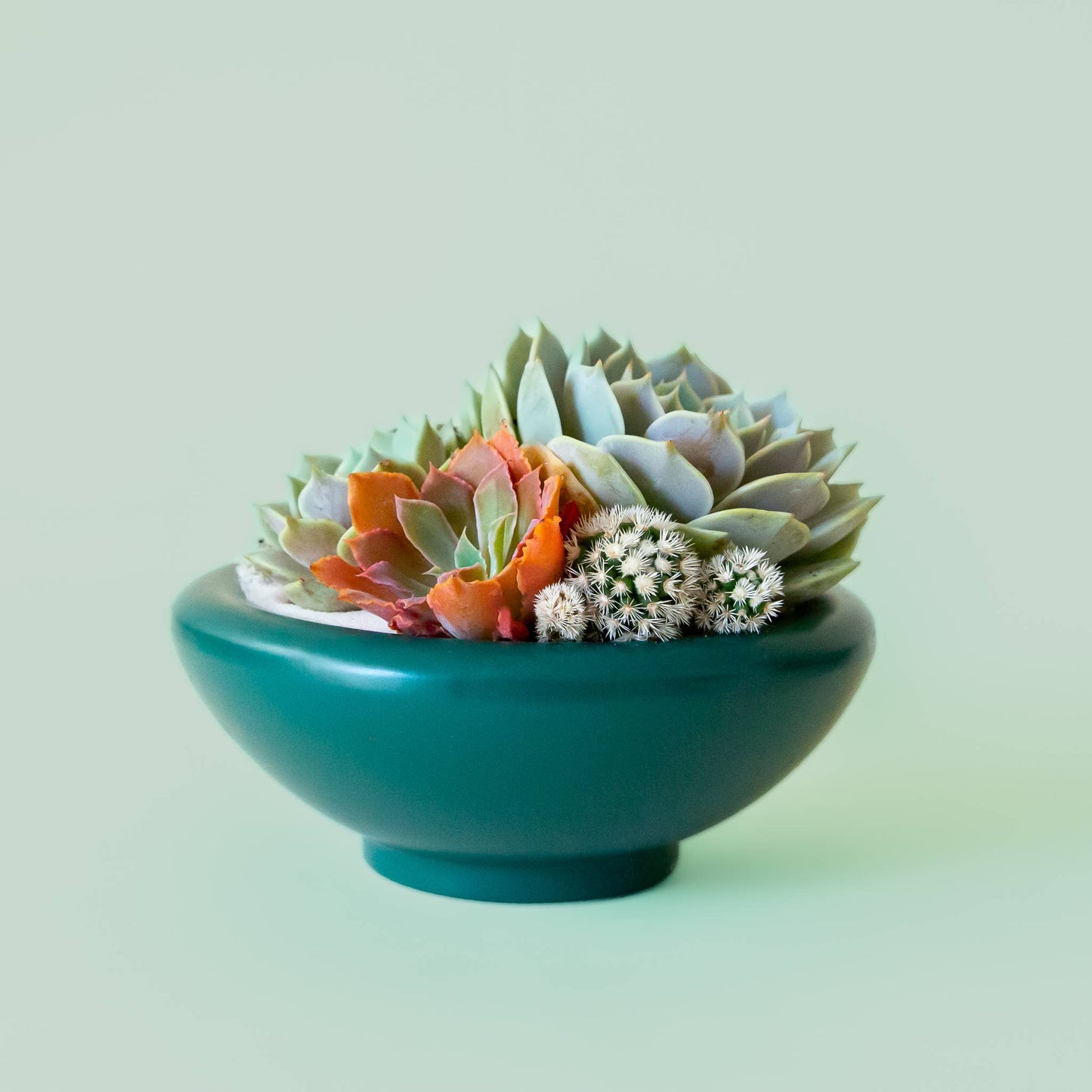 Birdie Bowl | Rainforest