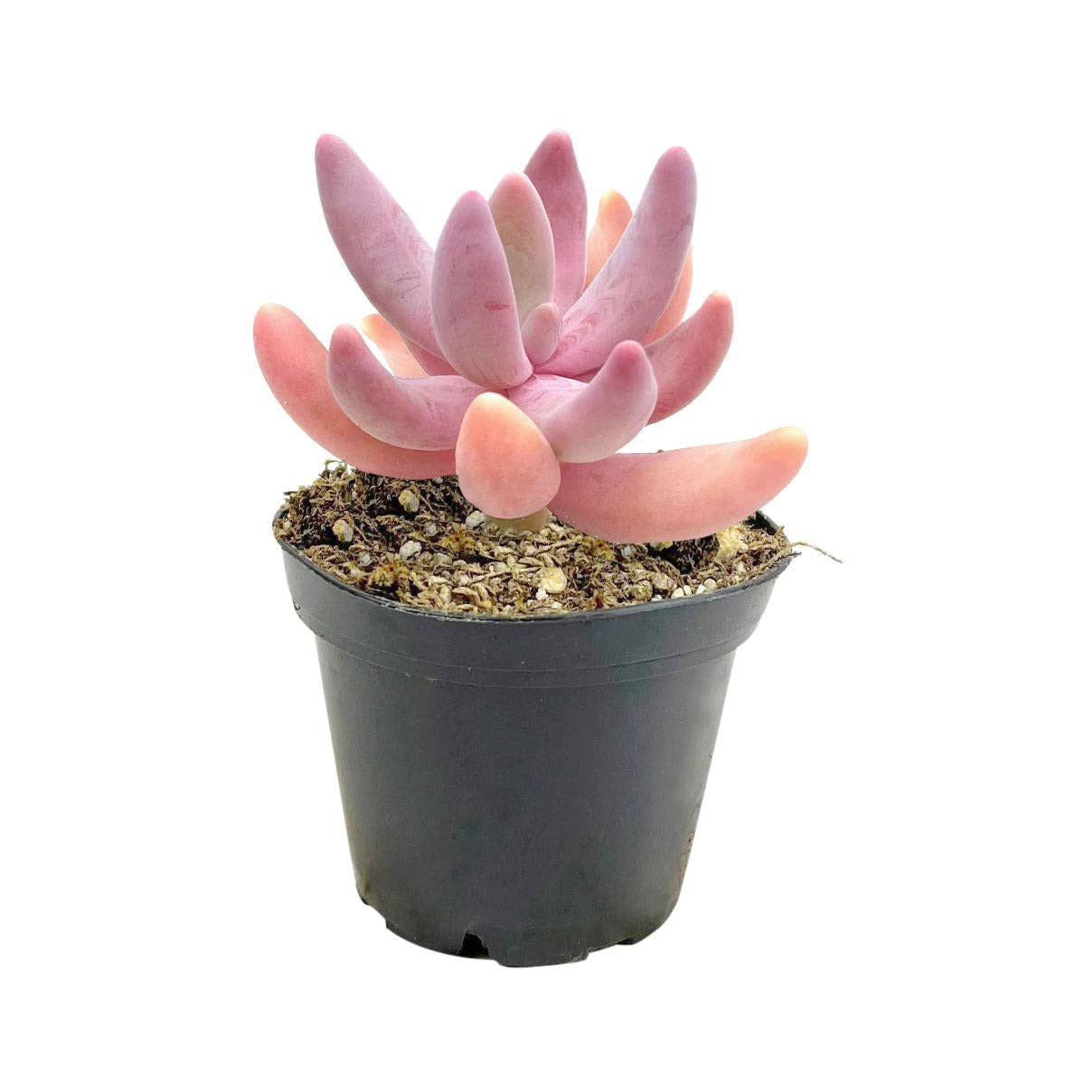 Rare Pachysedum Ganzhou Pink Succulent 2in/ 4in