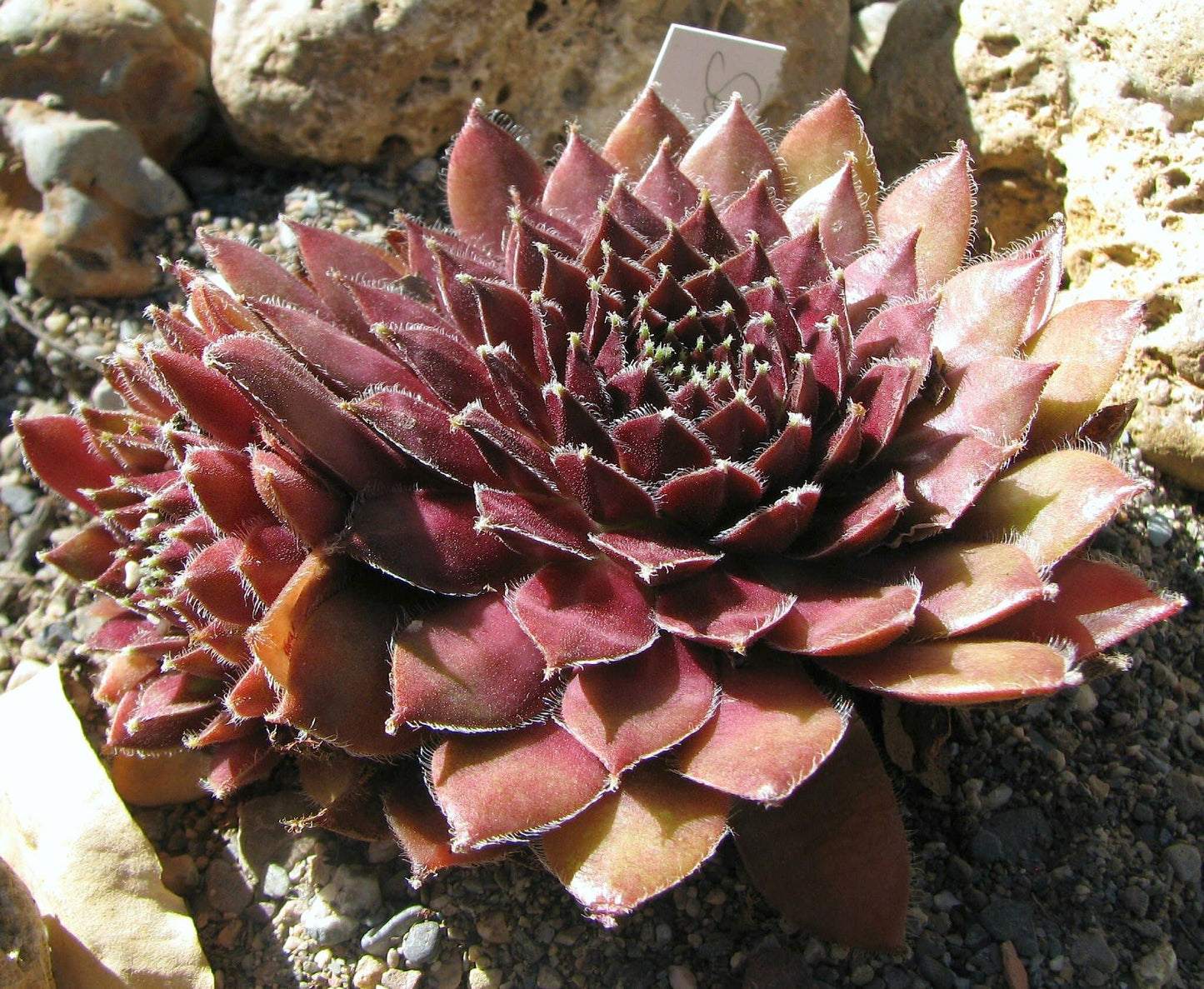 Sempervivum 'Jeanne d'Arc' 2" Grower Pot