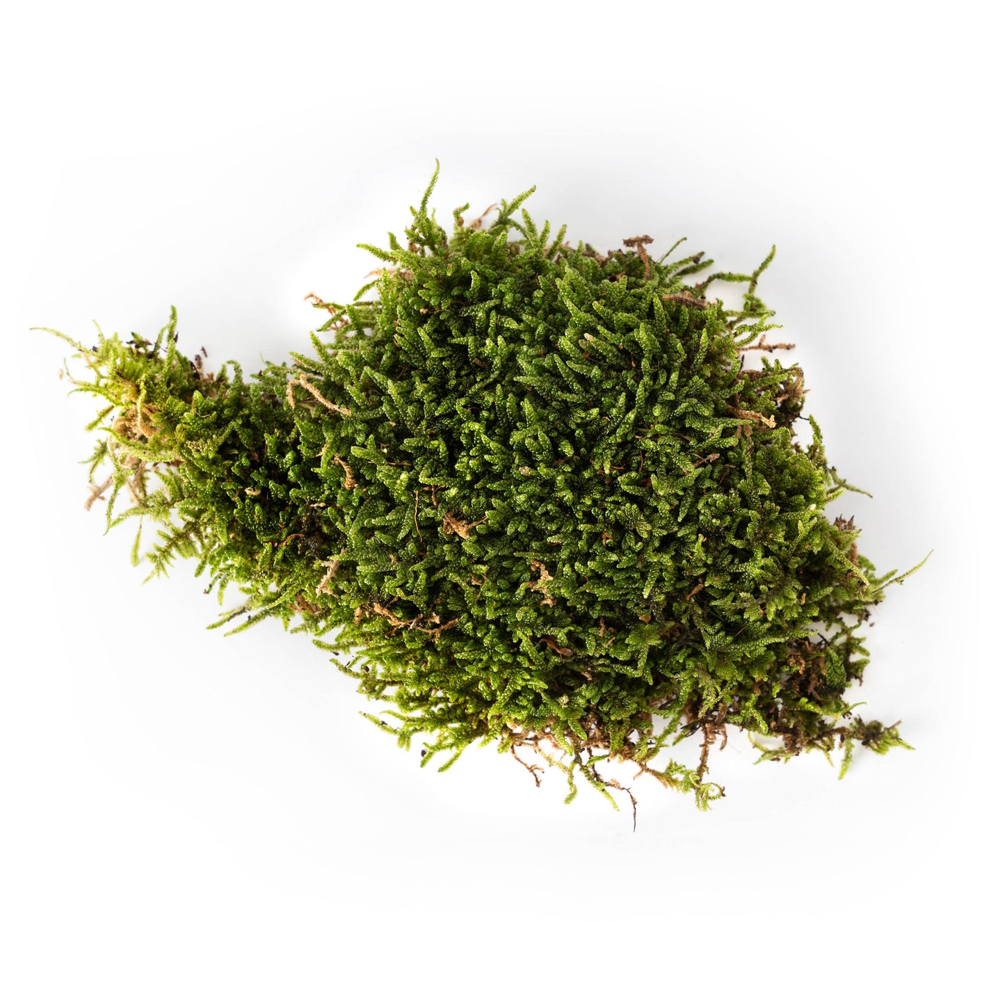 Fresh Moss