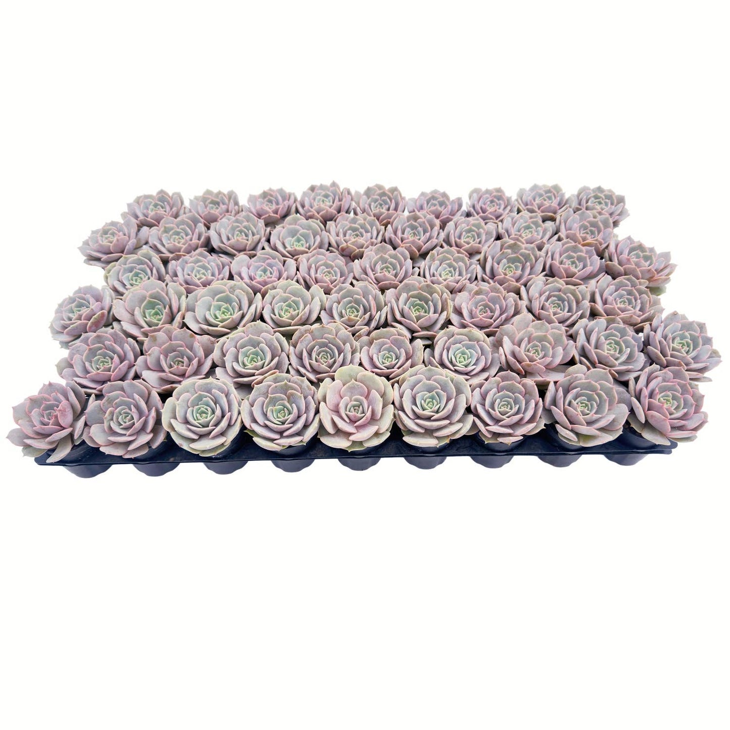 Echeveria 'Lola'  Bulk 54 Tray - 2in Pot