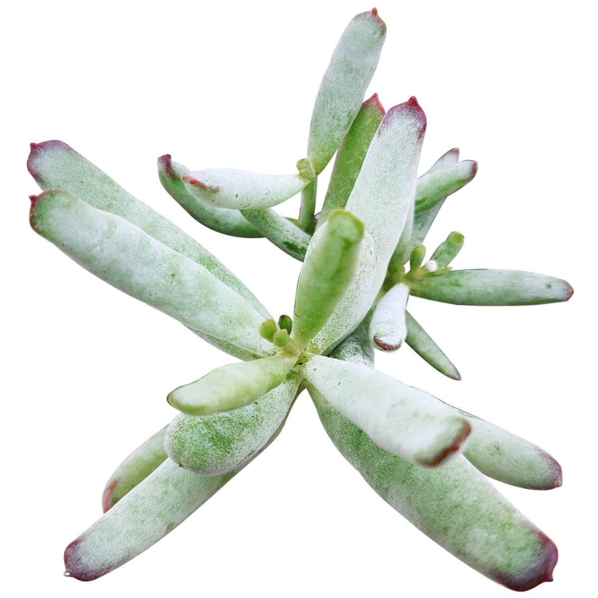 Cotyledon Orbiculata Var. Flanaganii 2in/4in- Live Succulent