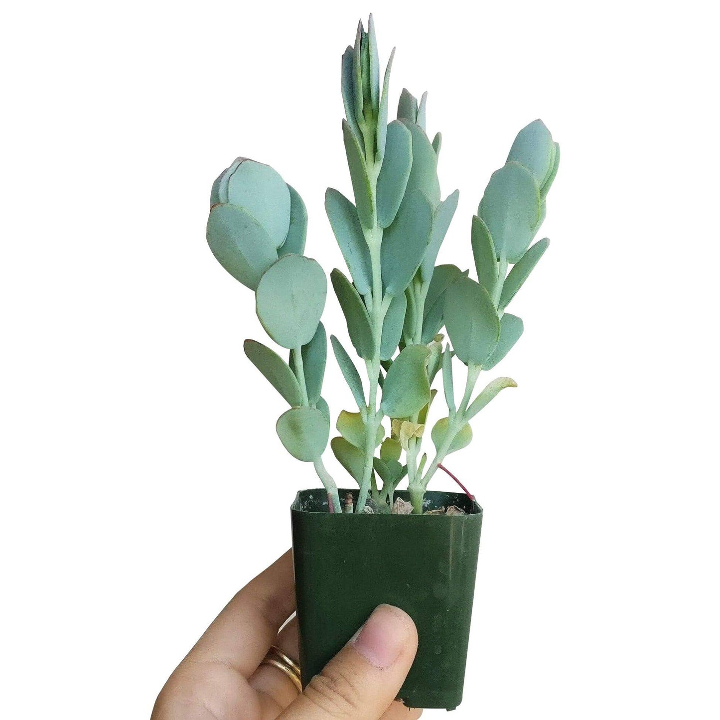 Kalanchoe Panamensis Kalanchoe Marnieriana 4in Succulent
