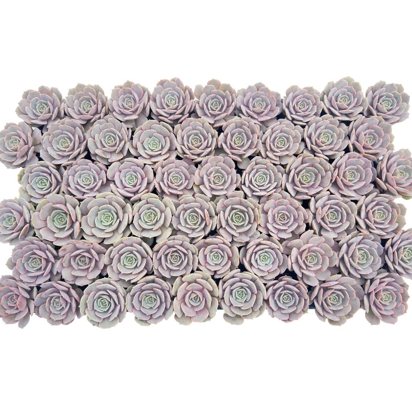 Echeveria 'Lola'  Bulk 54 Tray - 2in Pot