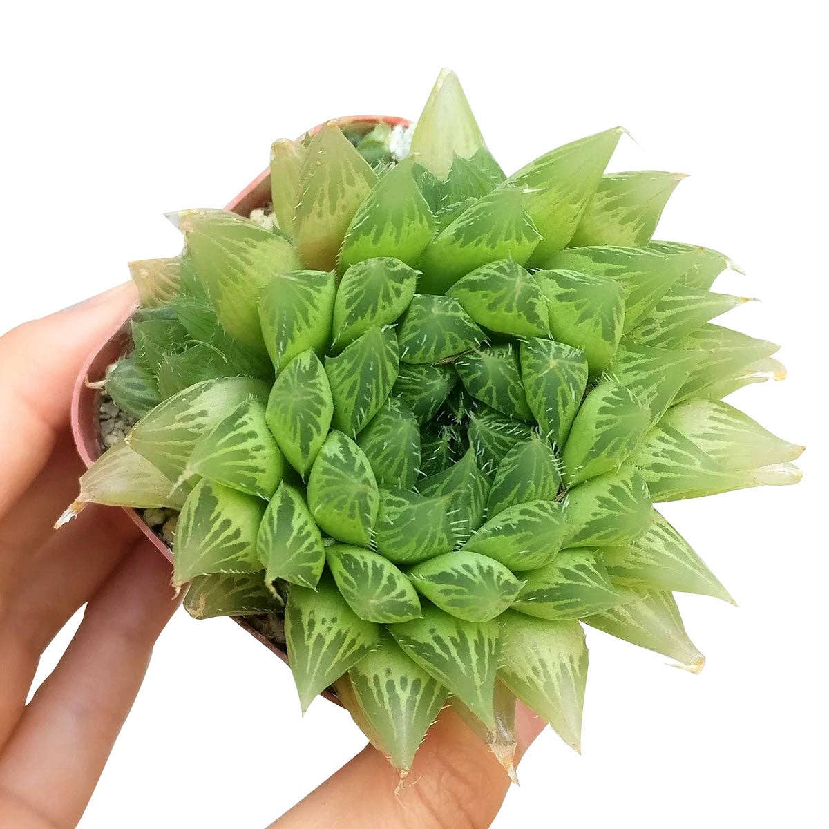 Haworthia Cooperi - Live Succulents Plant 2/3/4 inch Pot