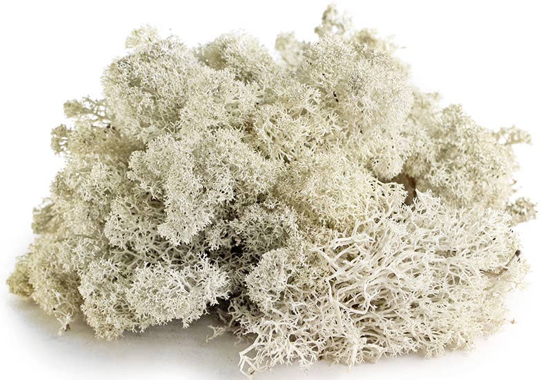 Reindeer Moss 10lb box