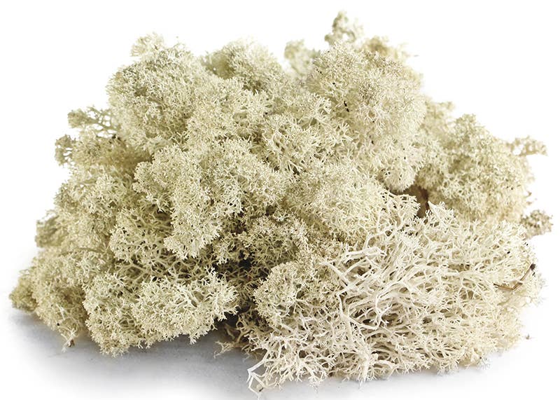 Reindeer Moss 10lb box