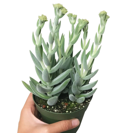 Crassula Mesembryanthemoides - Live Succulents 4 inch Pot