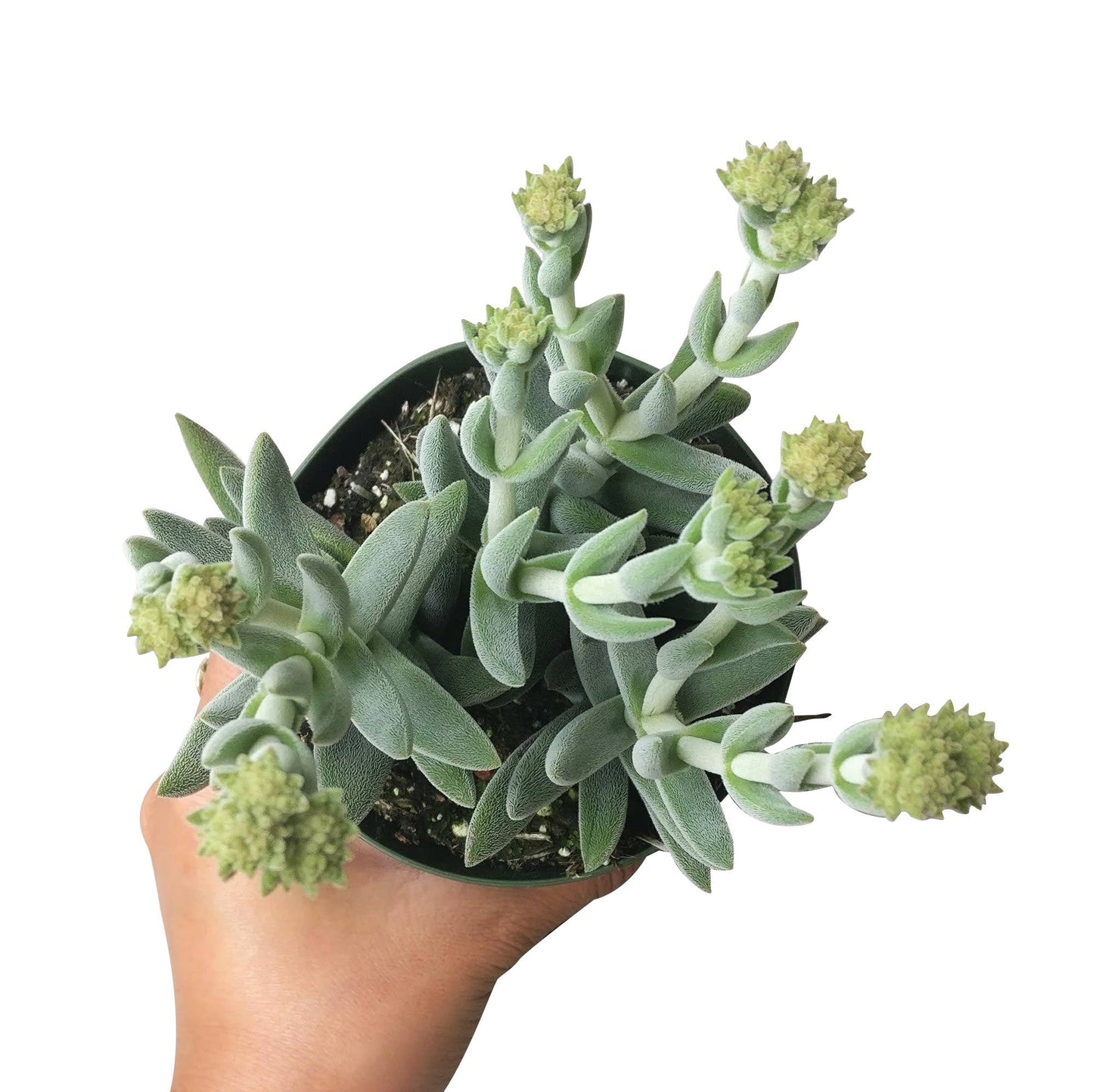 Crassula Mesembryanthemoides - Live Succulents 4 inch Pot