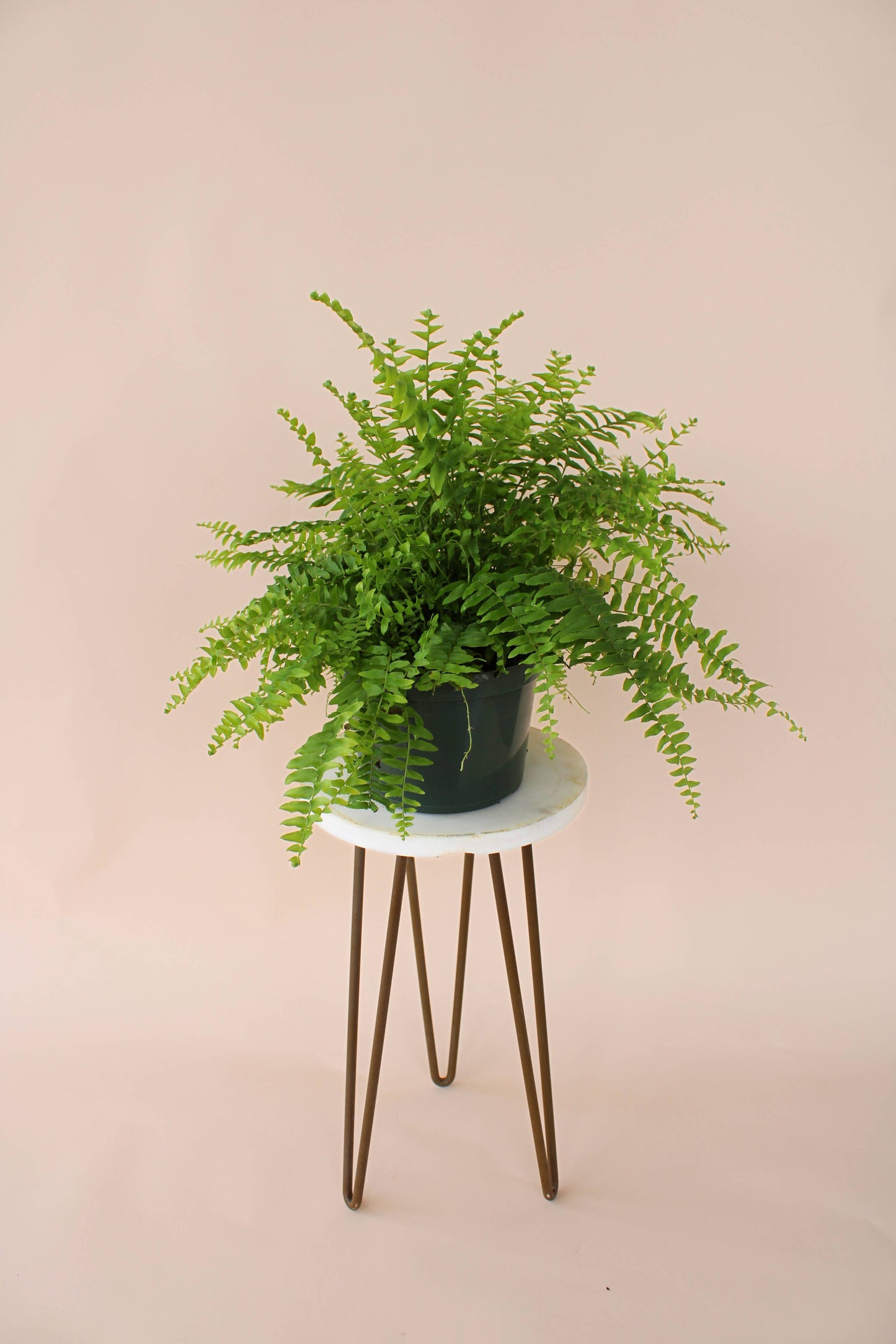 6" Boston Fern: Nephrolepis Exaltata