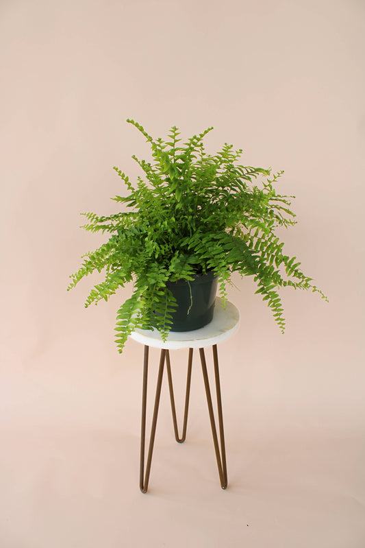 6" Boston Fern: Nephrolepis Exaltata