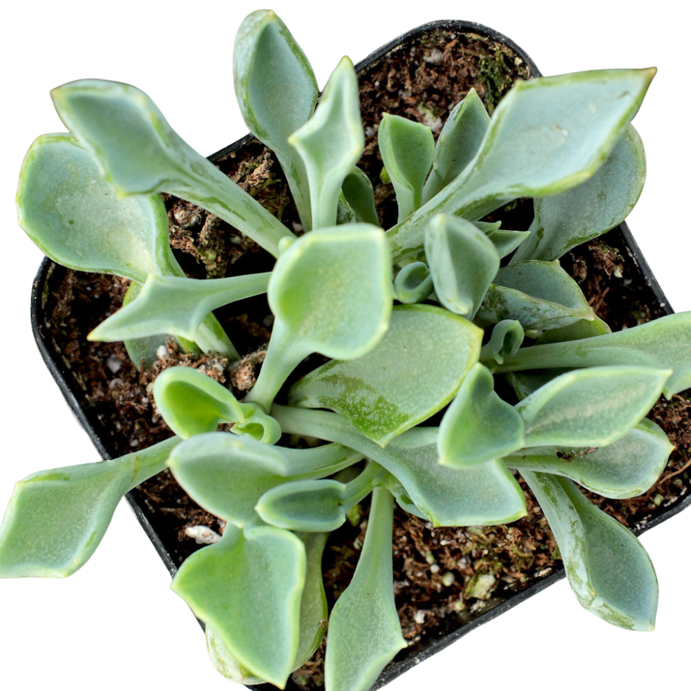Senecio kleiniiformis - Spear Head 2inch Plastic Pot