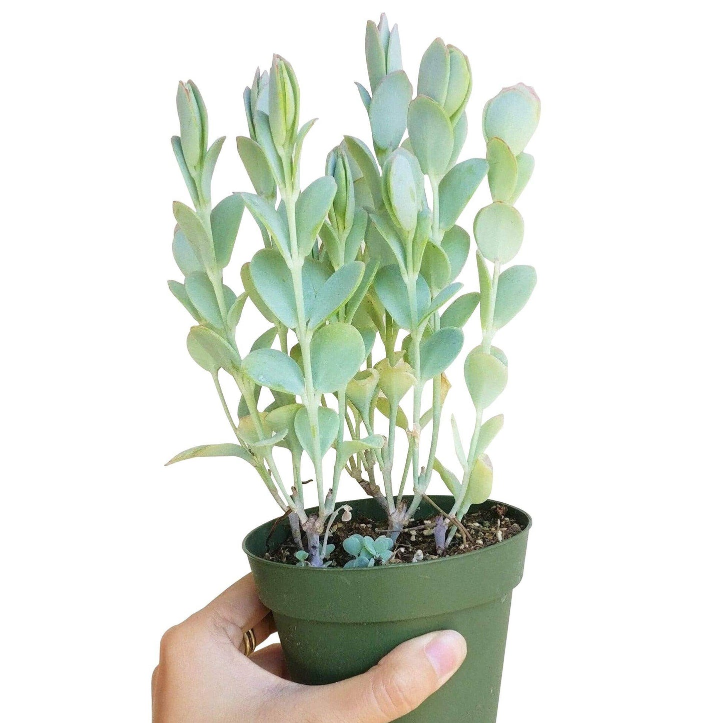 Kalanchoe Panamensis Kalanchoe Marnieriana 4in Succulent