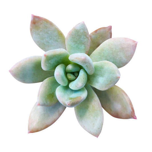 RARE Graptoveria Opalina 2in Purple Gem Succulent