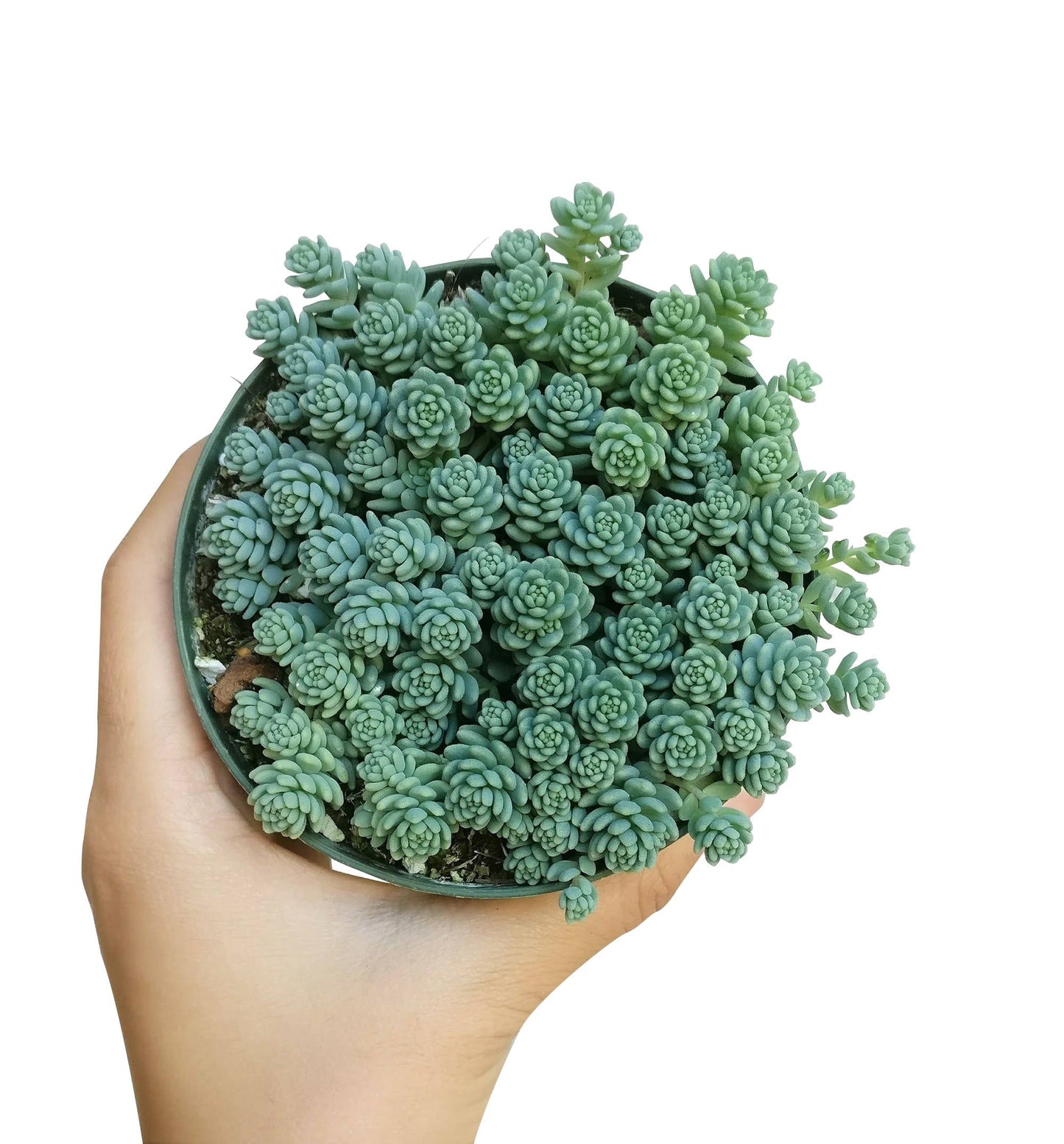 Sedum Major  - Live Succulents Plant 2/4 inch Grower Pot