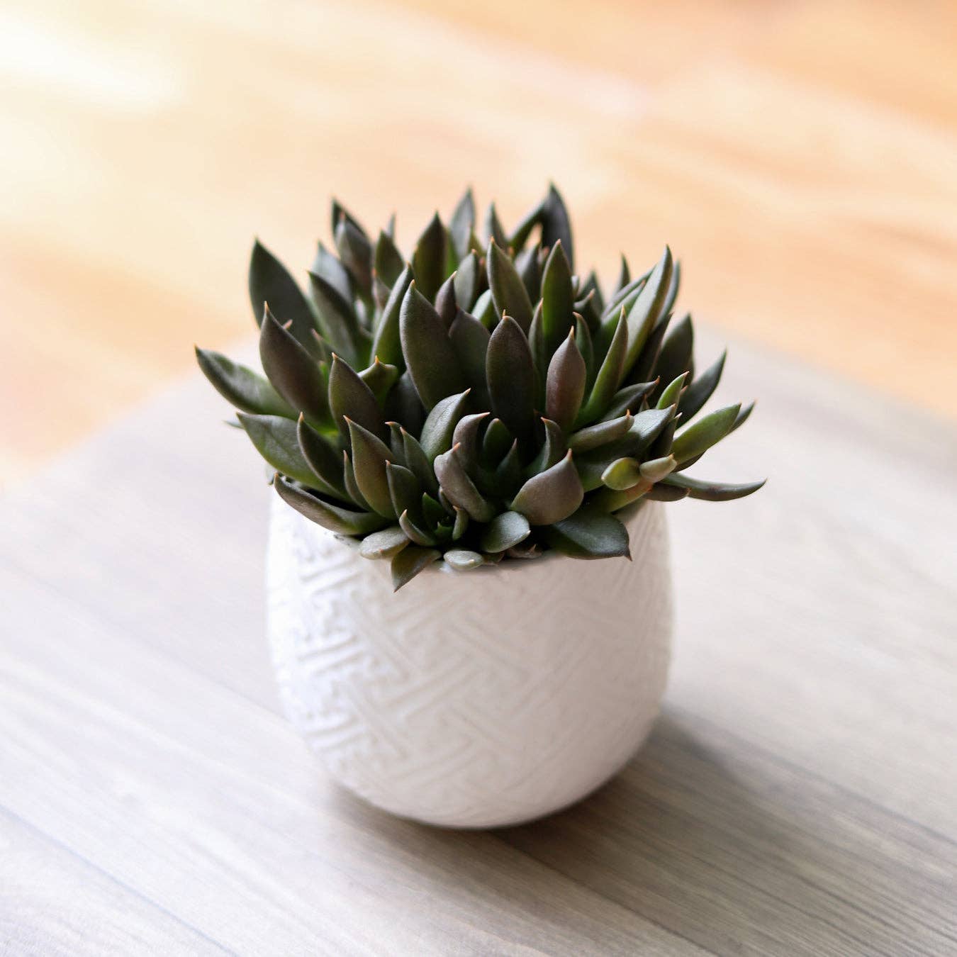 Echeveria Black Knight, New Black 2/4" Plastic Pot: 2 inch / Plastic Pot