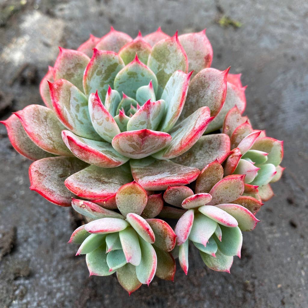 Echeveria laulensis 2in Rosette Succulent Grower Pot