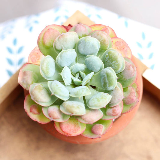 Echeveria Raindrops - Unusual Succulent in 2in/4in Pot