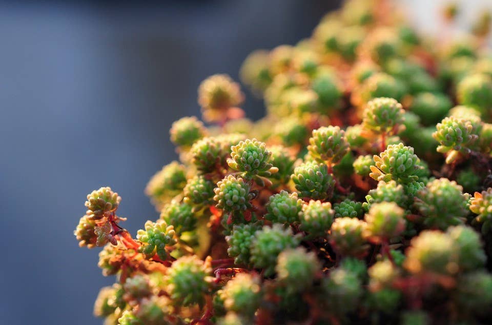 Sedum pallidum var. bithynicum - 2" Grower Pot