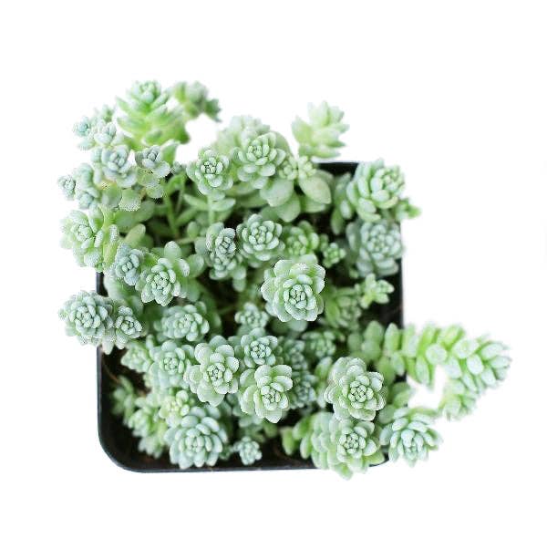 Sedum Major  - Live Succulents Plant 2/4 inch Grower Pot