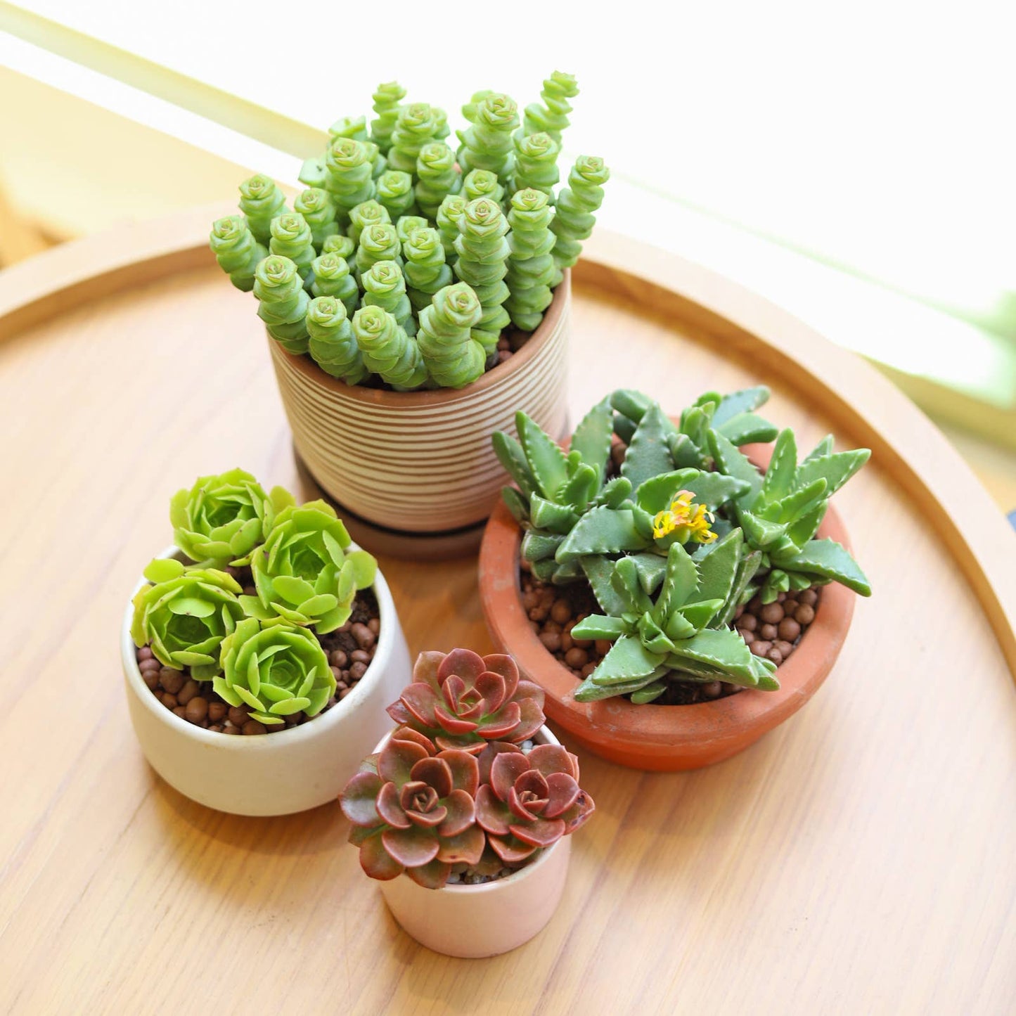 Crassula Baby Necklace - Live Succulents Plant 2/4 inch Pot: 2 inch / Plastic Pot
