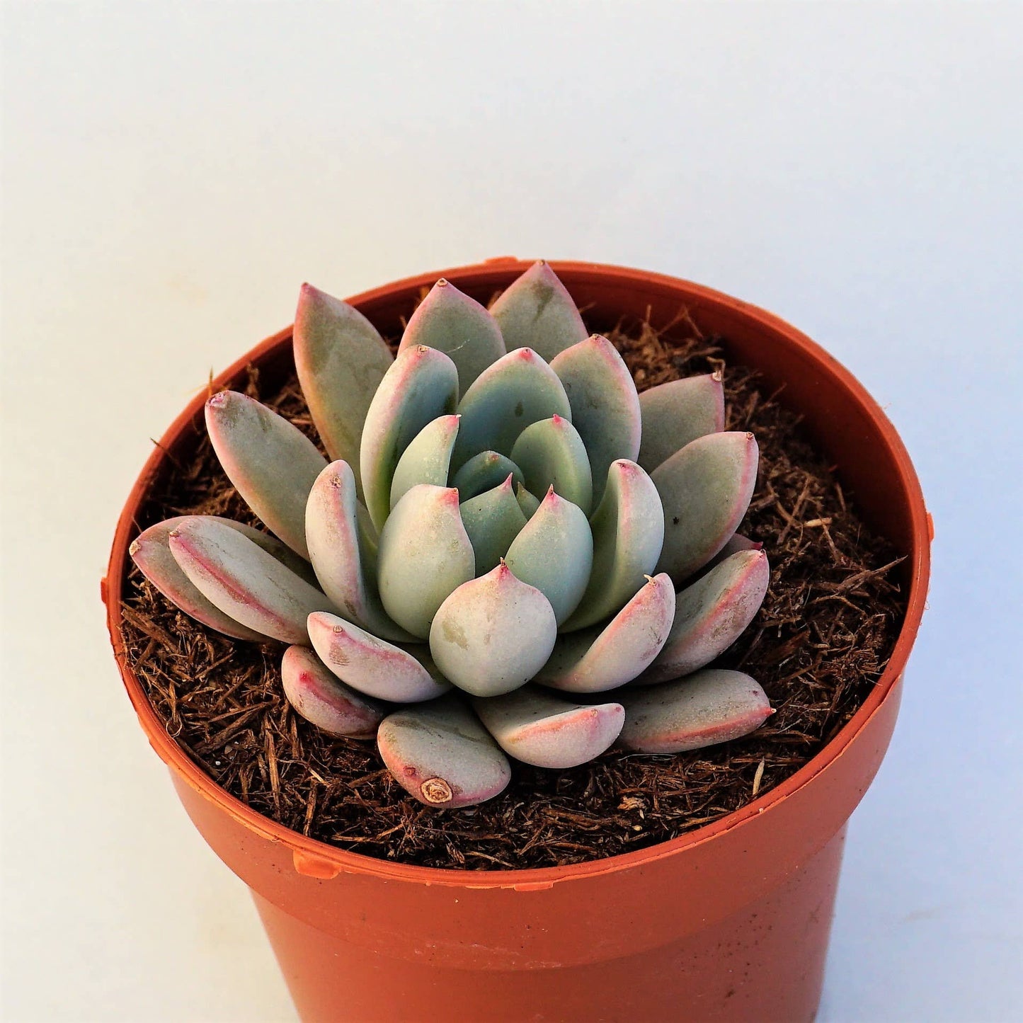 Pachyveria 'Hanabijin' Succulent 2in Grower Pot
