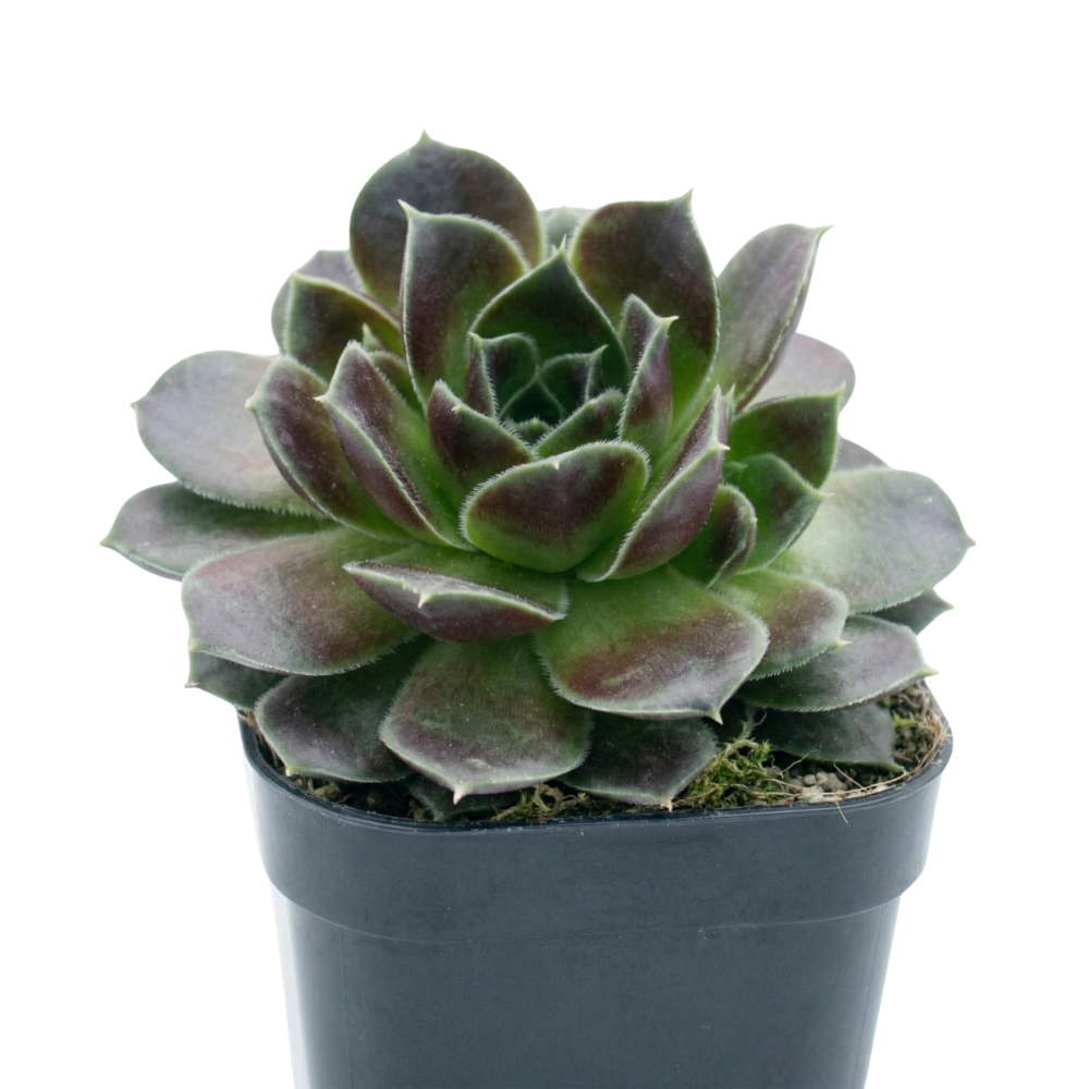 Sempervivum heuffelii 'Irene' 2inch Plastic Pot