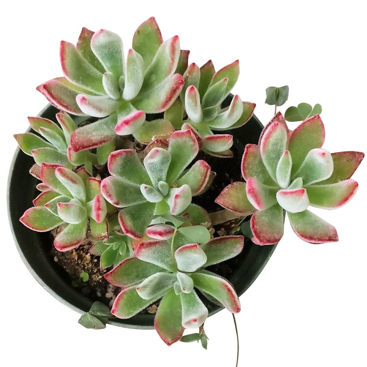 Echeveria Harmsii Ruby Slipper - Live Succulents 2/4 inch: 2 inch / Plastic Pot