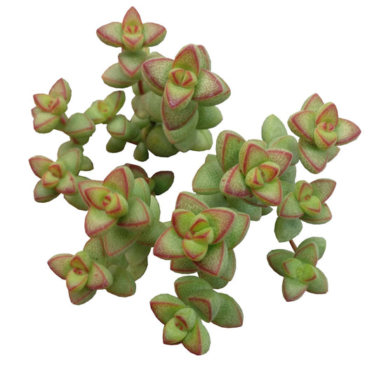 Crassula Brevifolia Succulent - Live Plant in 2in/4in Pot
