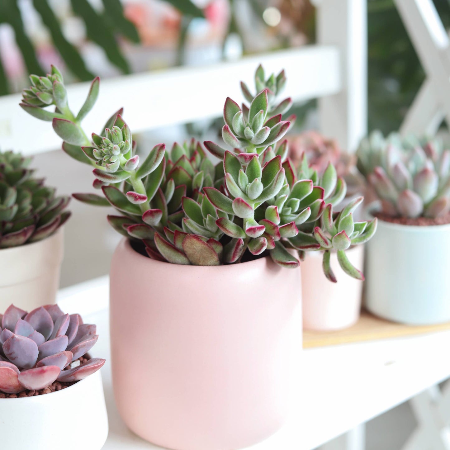 Echeveria Harmsii Ruby Slipper - Live Succulents 2/4 inch: 2 inch / Plastic Pot