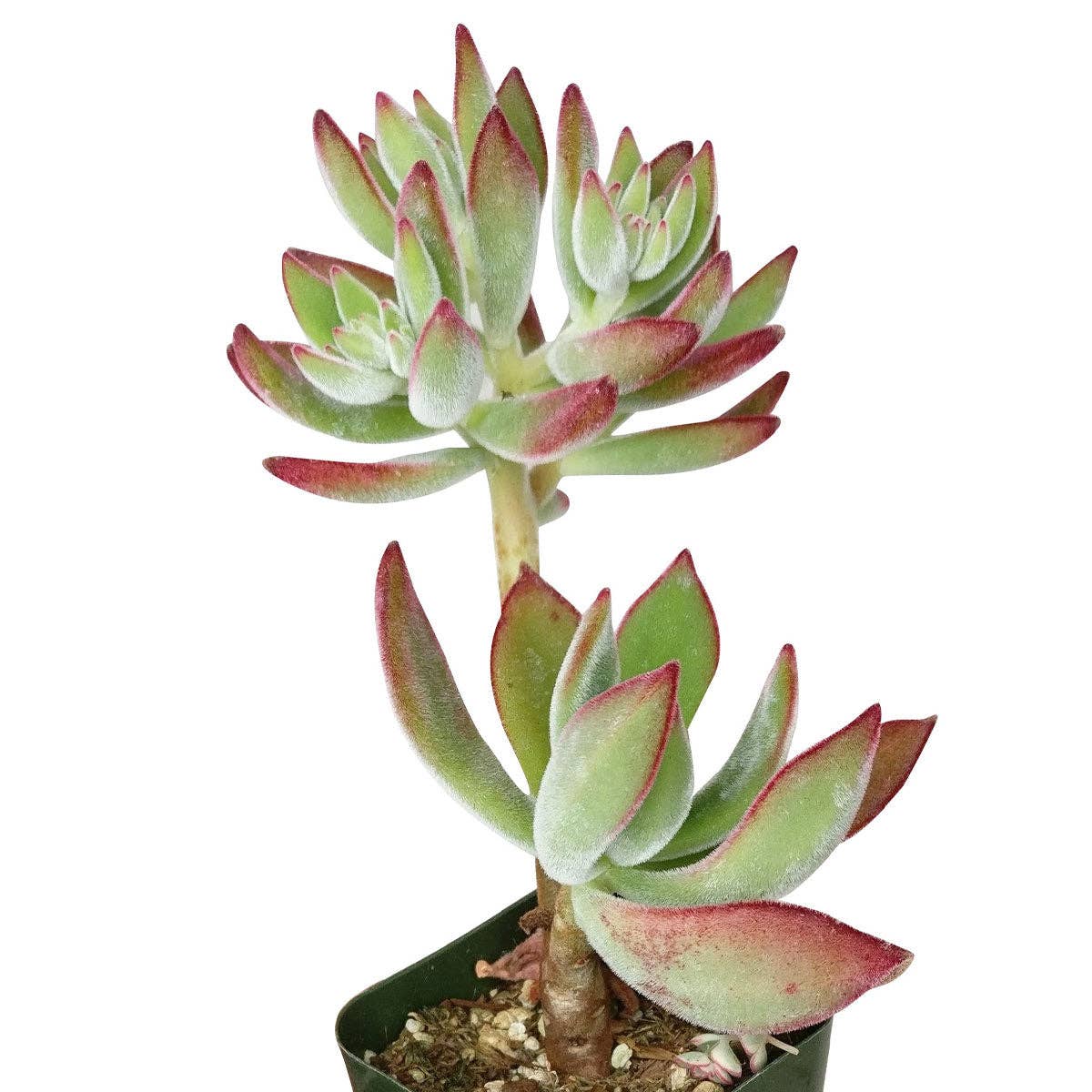 Echeveria Harmsii Ruby Slipper - Live Succulents 2/4 inch: 2 inch / Plastic Pot