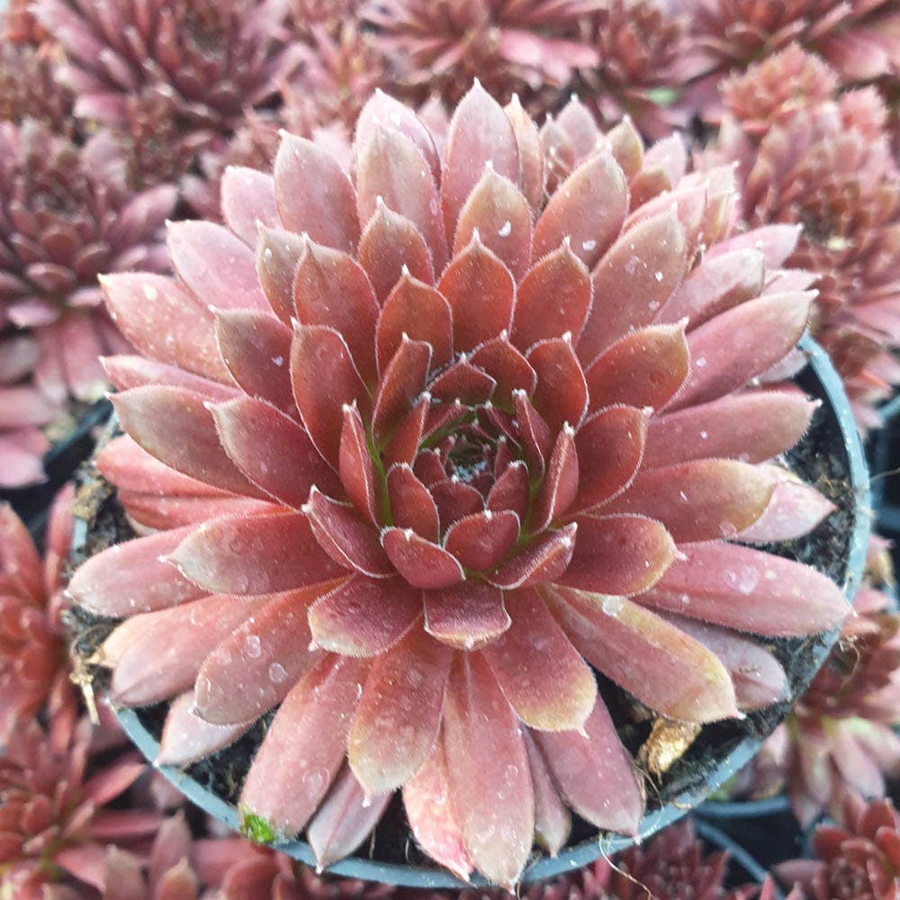 Sempervivum Colorockz 'Coral Red' Succulent 2in Pot