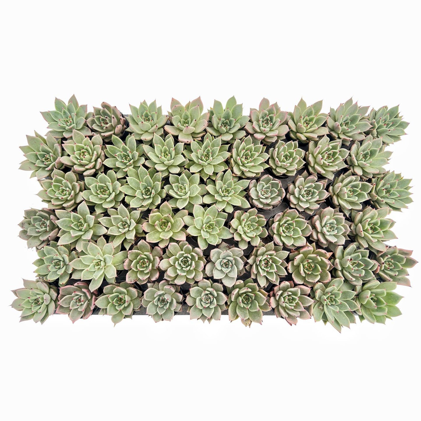 Echeveria Agavoides Halloween Bulk 54pcs Tray - 2in Pot