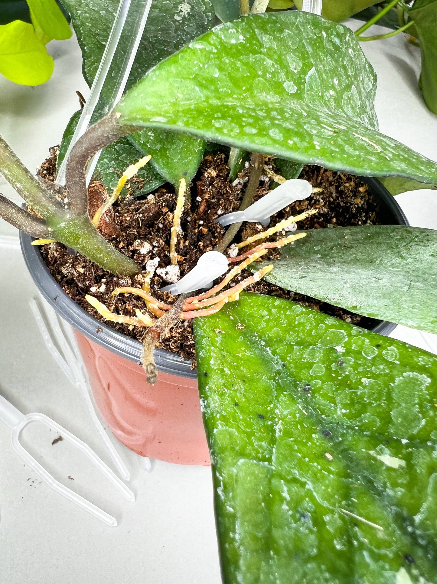 Plant Propagation Pins (Strawberry pins)