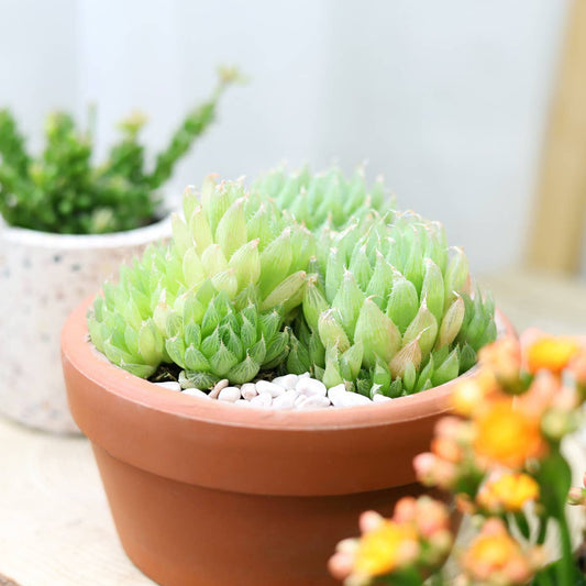 Haworthia Cooperi - Live Succulents Plant 2/3/4 inch Pot