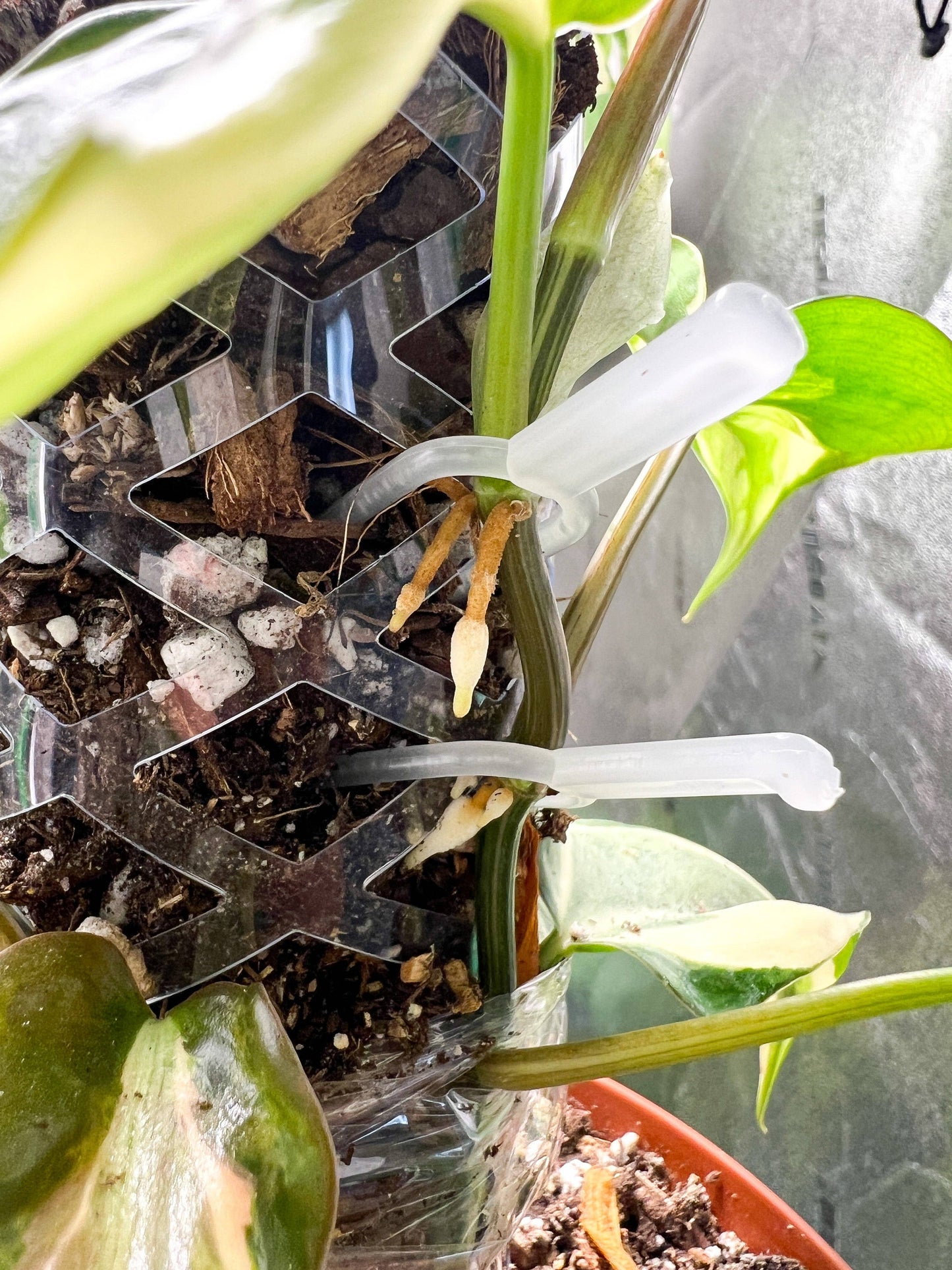 Plant Propagation Pins (Strawberry pins)