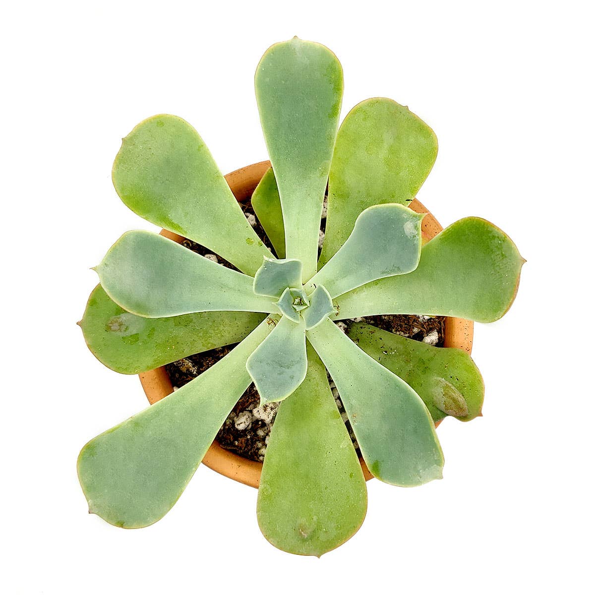 Echeveria Raindrops - Unusual Succulent in 2in/4in Pot