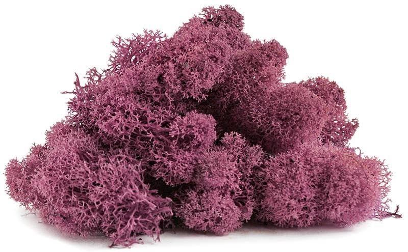 Reindeer Moss 10lb box