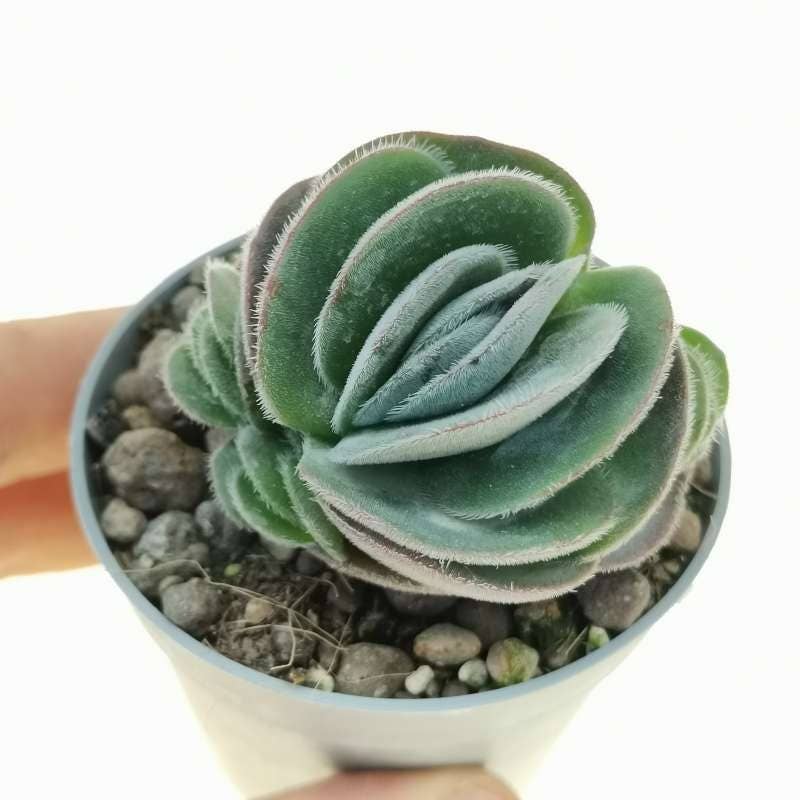 Crassula tomentosa - Woolly Crassula 2in Succulent Live