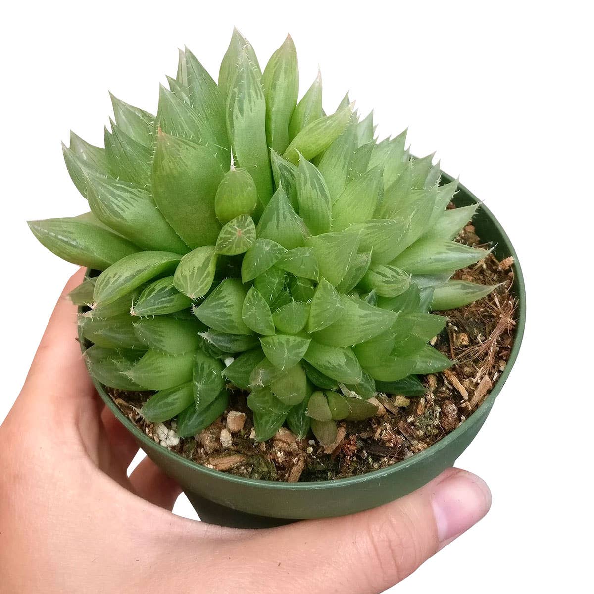 Haworthia Cooperi - Live Succulents Plant 2/3/4 inch Pot