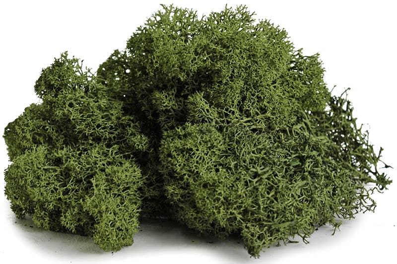 Reindeer Moss 10lb box