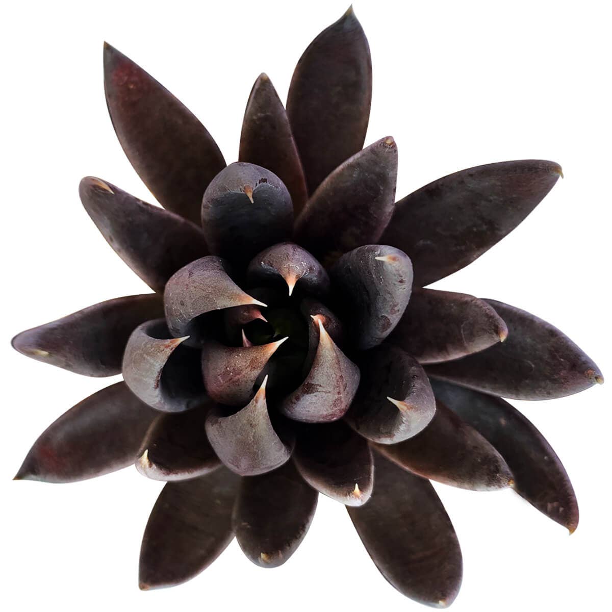 Echeveria Black Knight, New Black 2/4" Plastic Pot: 2 inch / Plastic Pot