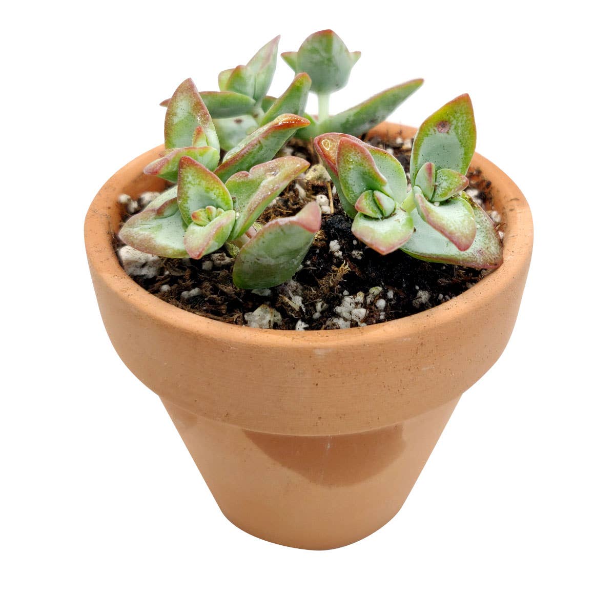 Crassula Rupetris High Voltage - Live 2in/4in Succulent