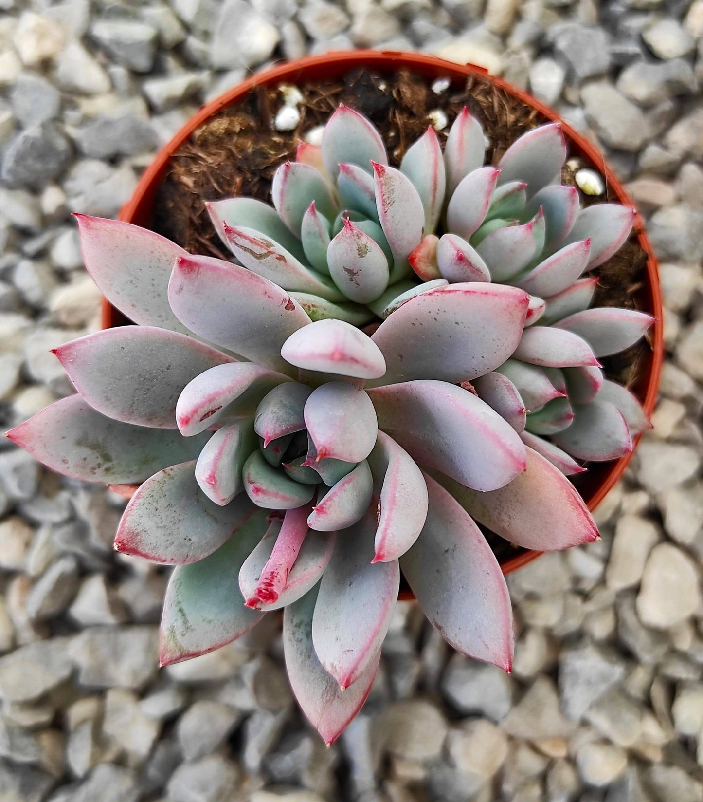 Pachyveria 'Hanabijin' Succulent 2in Grower Pot