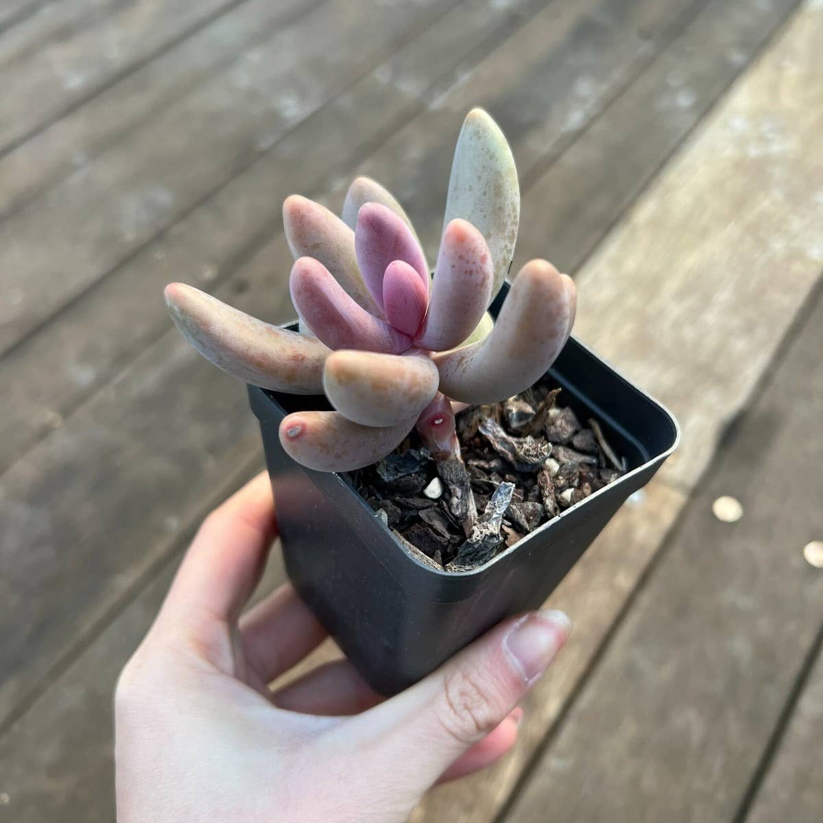 Rare Pachysedum Ganzhou Pink Succulent 2in/ 4in