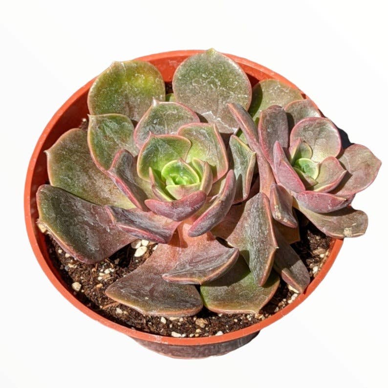 Echeveria Vampire Red Ball Succulent 2" Grower Pot