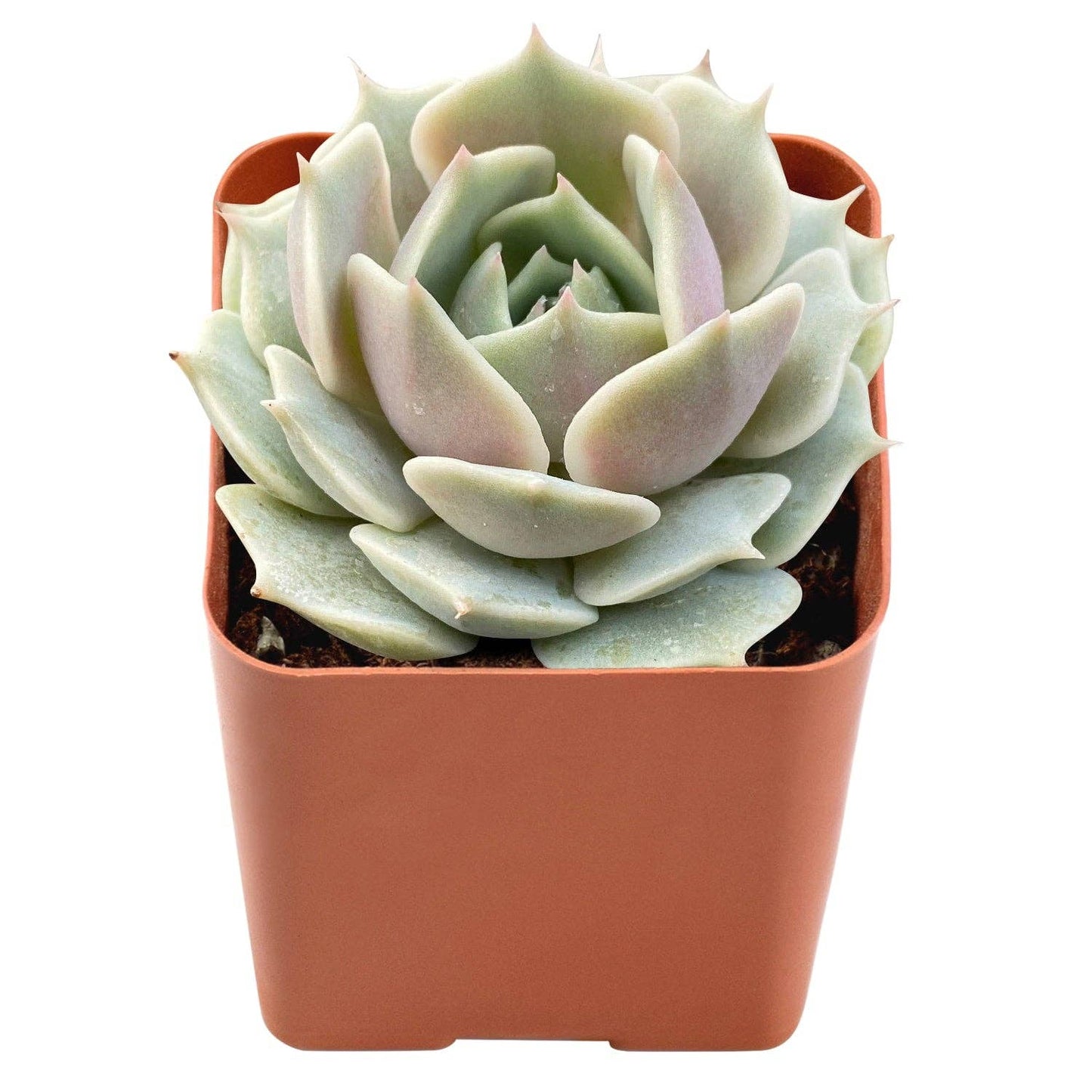 Echeveria 'Lola'  Bulk 54 Tray - 2in Pot
