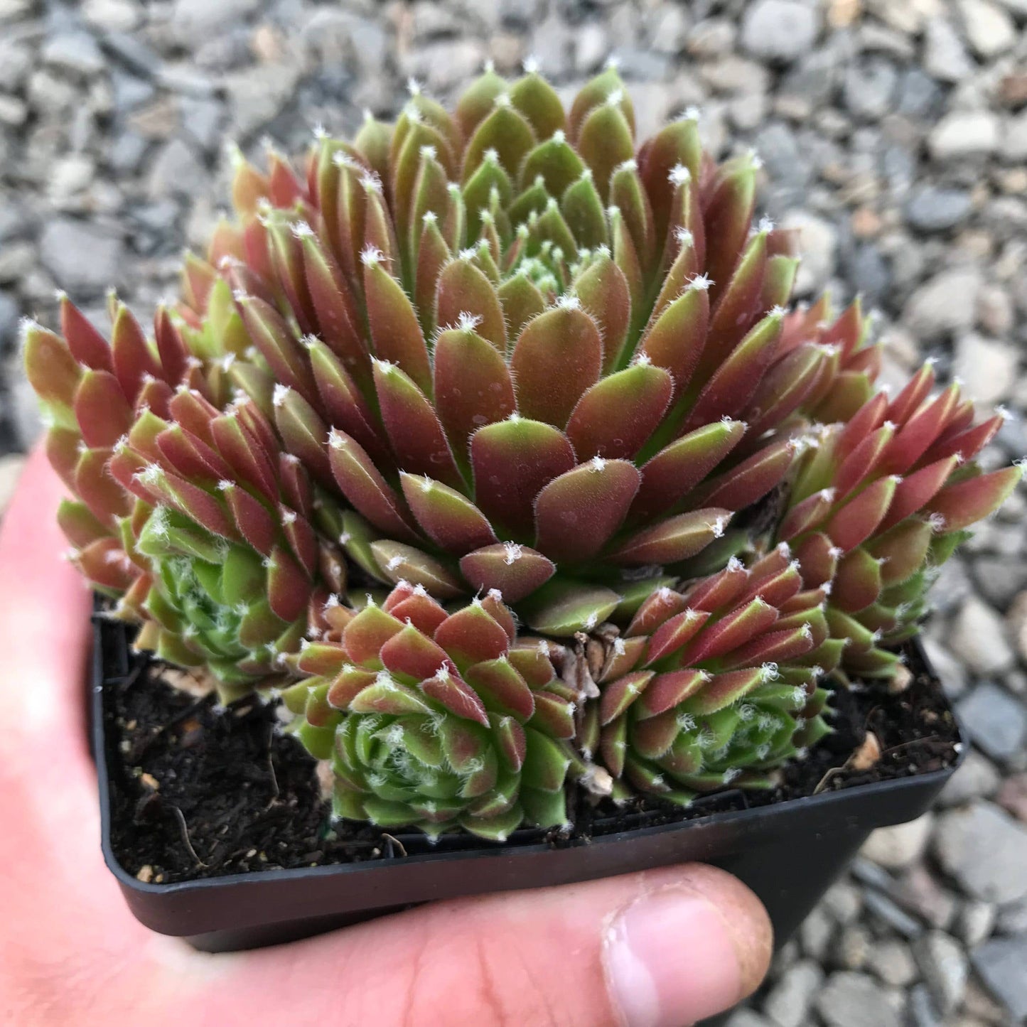 Sempervivum 'Jeanne d'Arc' 2" Grower Pot