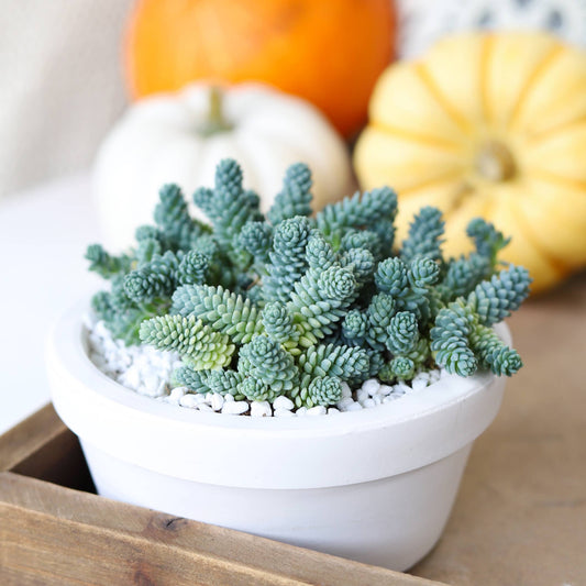 Sedum Major  - Live Succulents Plant 2/4 inch Grower Pot
