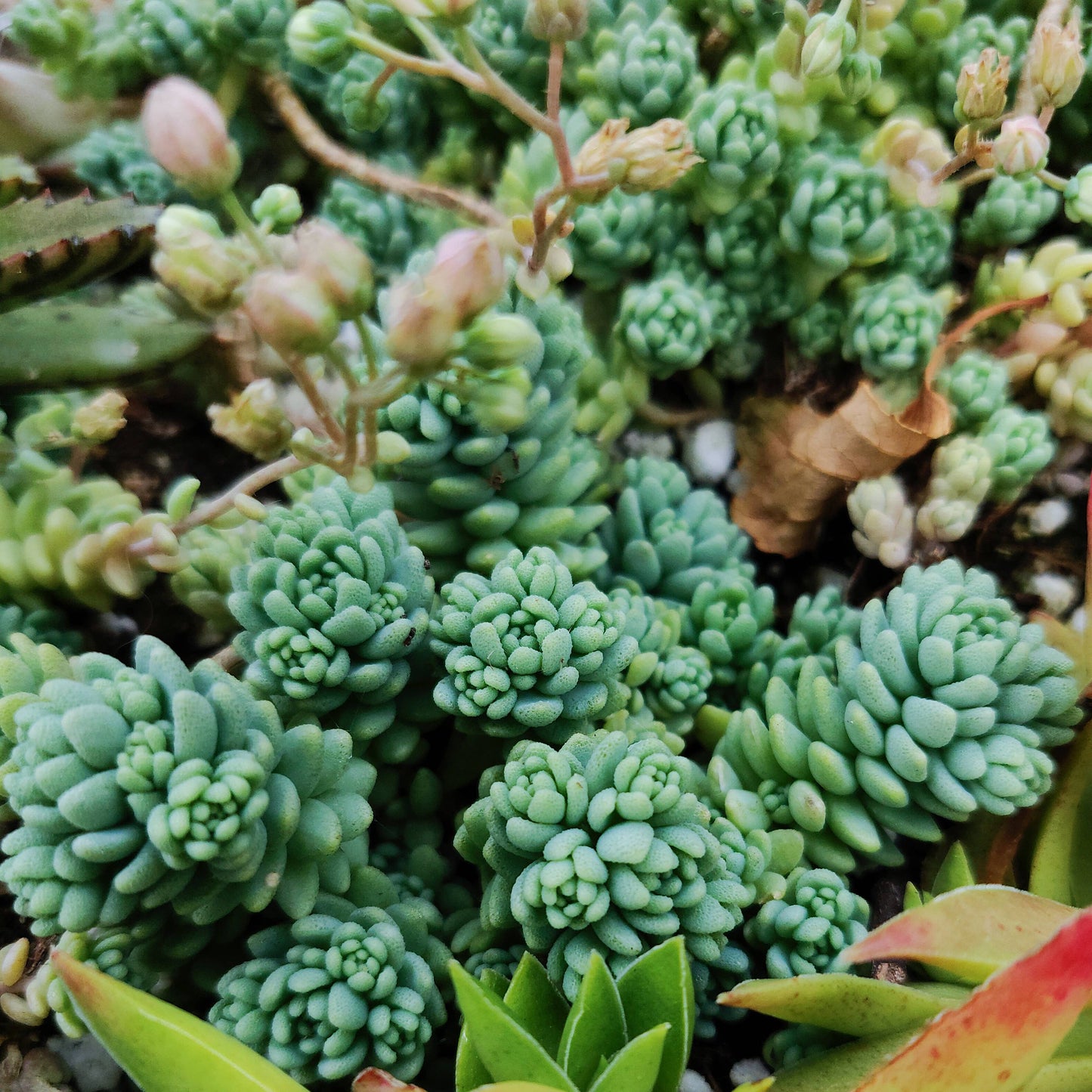Sedum Major  - Live Succulents Plant 2/4 inch Grower Pot